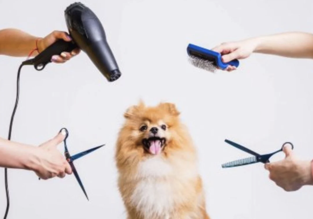 When to Call a Professional Groomer