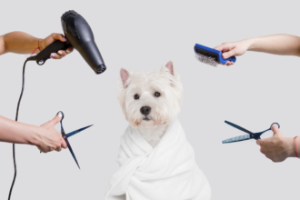 Pet Grooming at Home: A Guide to Tools and Techniques