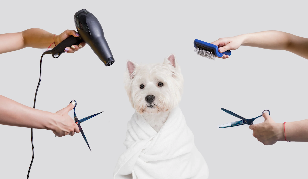 Pet Grooming at Home: A Guide to Tools and Techniques 